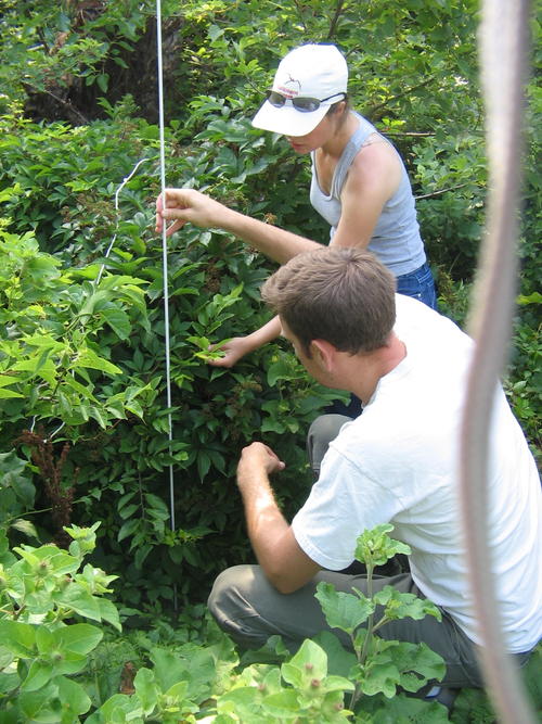Liz and Matt Palmer (Columbia E3B faculty) measuring understory plant height for cormorant impact study on Hoffman Island.